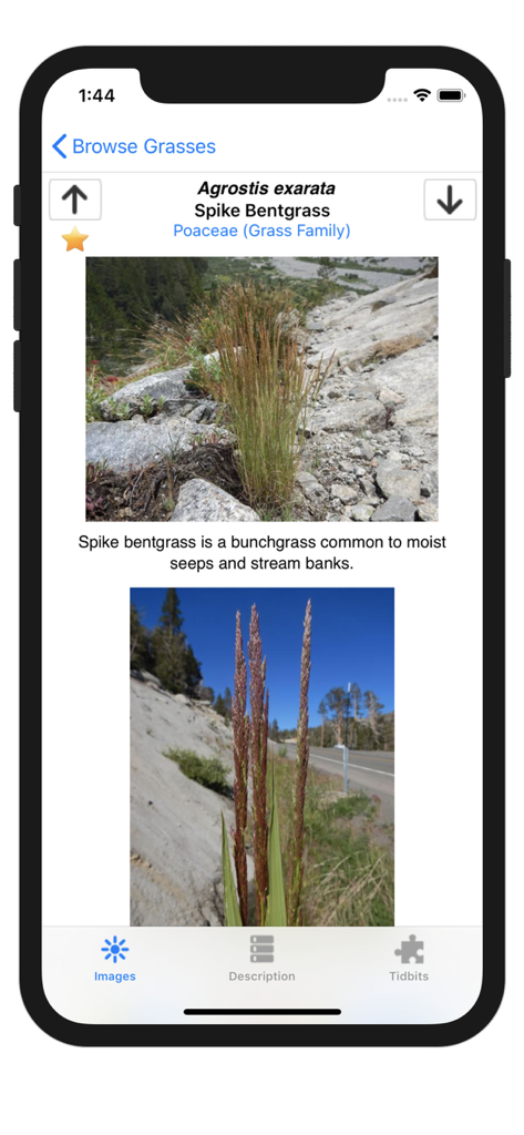 Montana Grasses - Montana Grasses app showing Spike Bentgrass photos and description