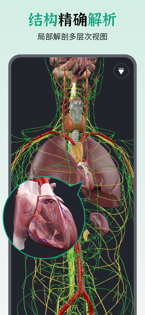 Detailed 3D anatomical model of the human upper body with a close-up view of the heart.