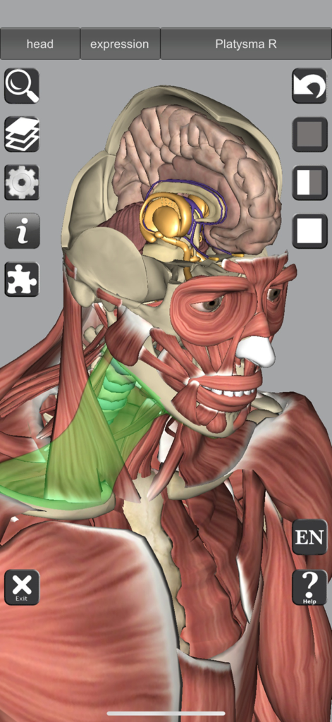 3D model of human head anatomy showing brain and muscle layers