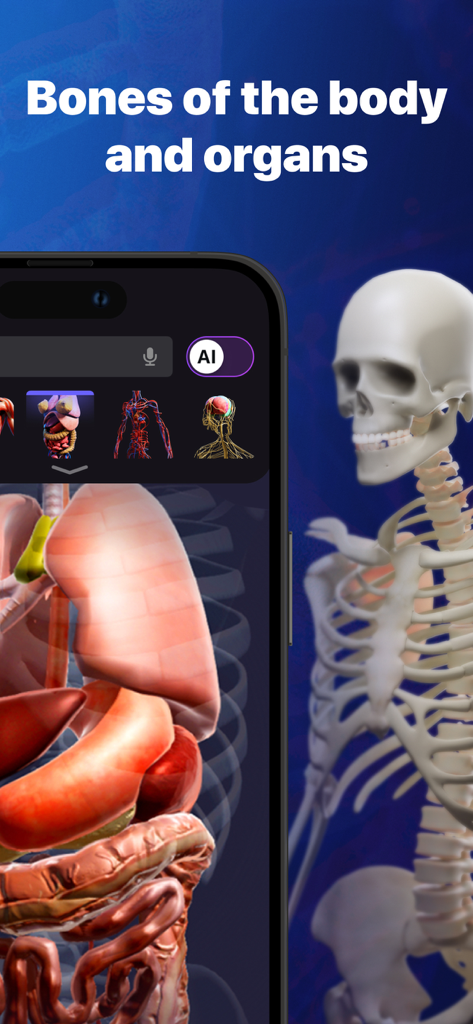 Anatomy Atlas & Human Biology - Interactive 3D model of human organs and skeletal system in the Anatomy Atlas app