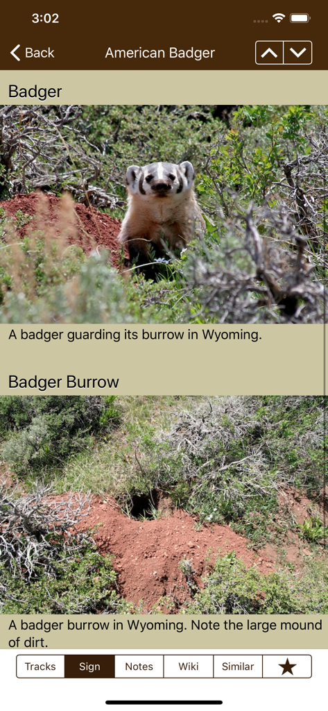 iTrack Wildlife Basic - Screenshot of the iTrack Wildlife Basic app showing photos and information for an American Badger and its burrow