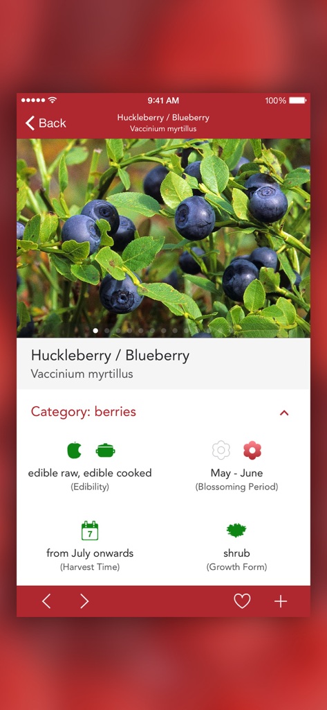 Wild Berries and Herbs 2 PRO - Página de identificación de Arándano y Arándano rojo mostrando la comestibilidad, el tiempo de cosecha y la forma de crecimiento en la aplicación