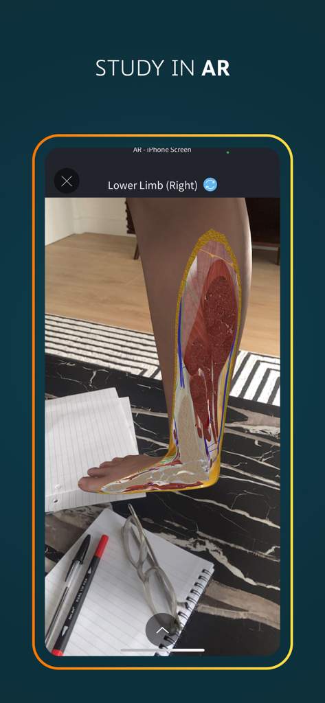 An iPhone displaying a 3D human leg anatomy model in augmented reality on a study desk.