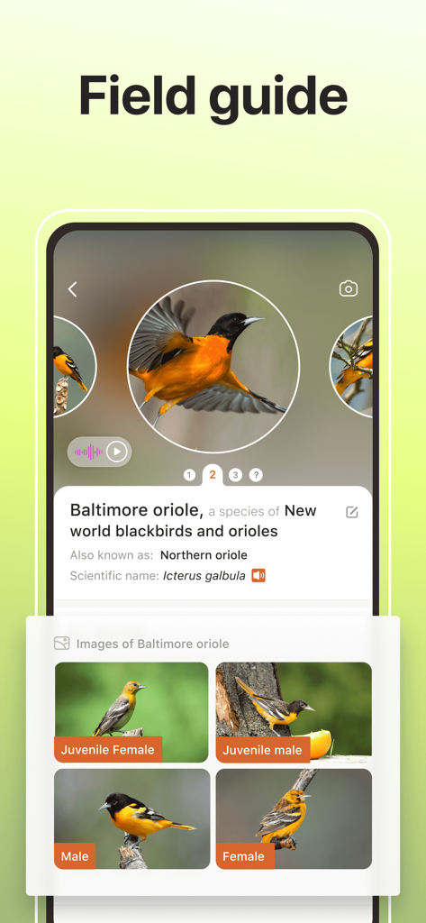 Picture Bird - Bird Identifier - Picture Birdアプリのフィールドガイド。モモイロクロウタドリの識別情報と写真ギャラリーが表示されています。