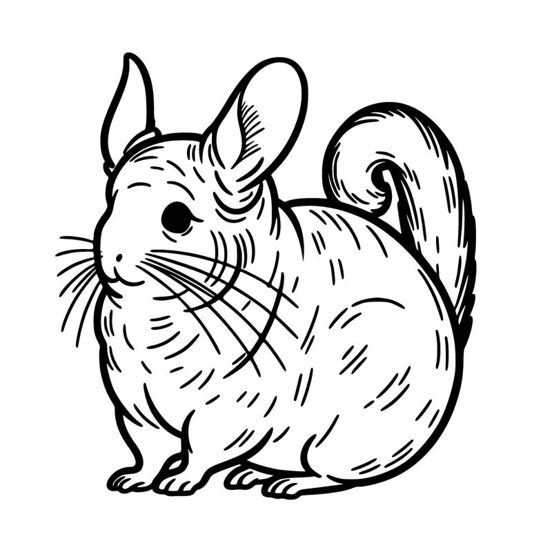 chinchilla
