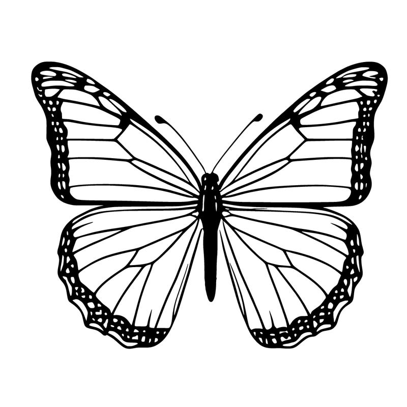 butterfly