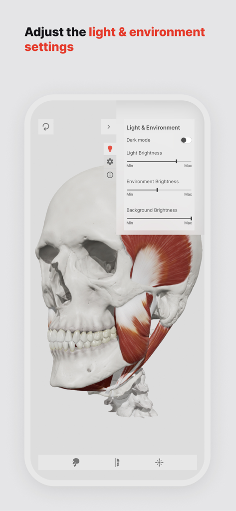 Anpassen von Licht- und Umgebungssettings auf einem 3D-Schädelanatomie-Modell