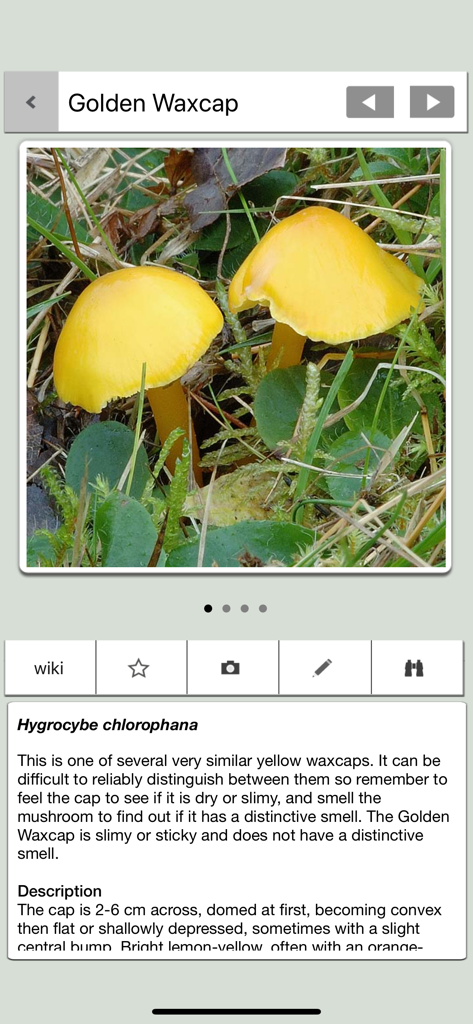 Mushrooms & other Fungi UK - Screenshot of the Golden Waxcap mushroom profile in the fungi identification app