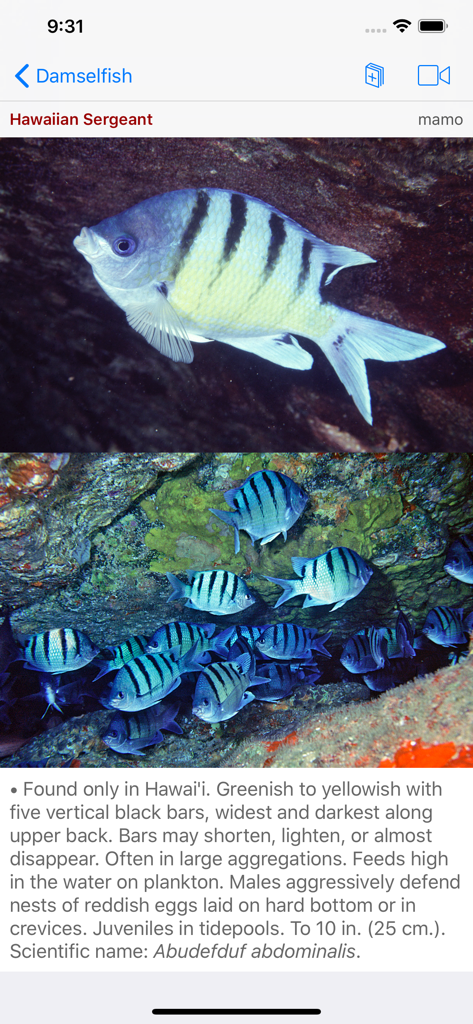 App screen showing identification details and photos of the Hawaiian Sergeant fish.