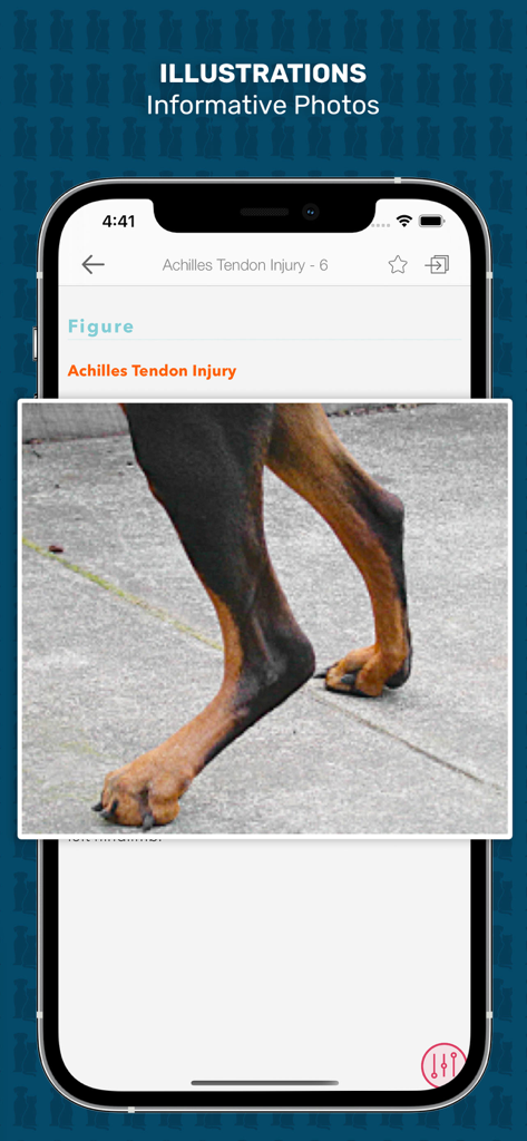 Clinical photo showing an Achilles tendon injury in a dog within the Veterinary Advisor app