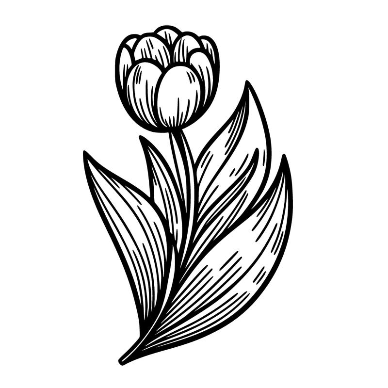 tulip