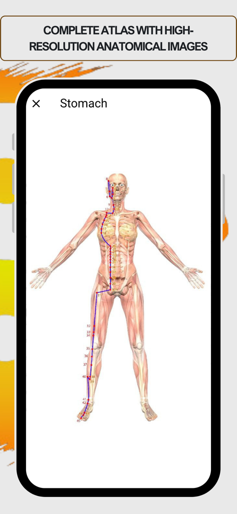 Acupuncture Assistant - High resolution anatomical image of the stomach meridian and acupuncture points