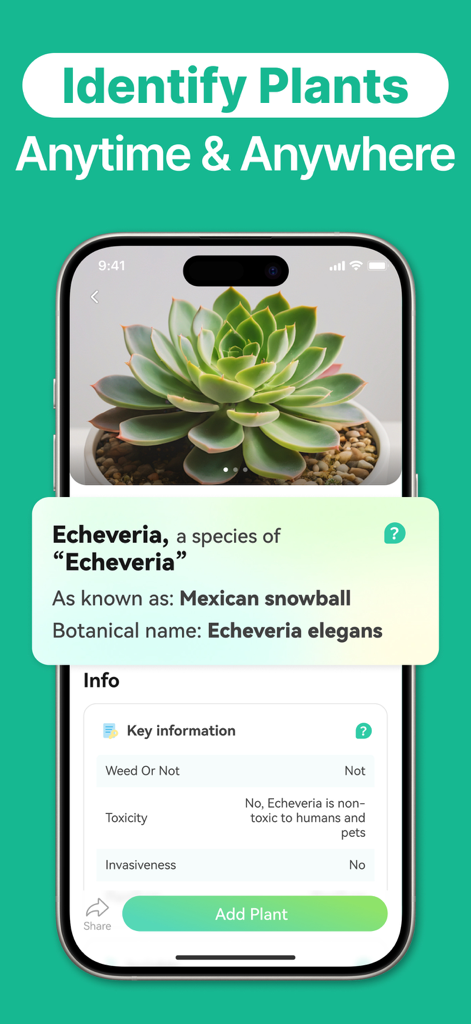 iPhone-Bildschirm zeigt die KI-Identifizierung einer Echeveria-Sukkulente mit botanischen Informationen und Toxizitätsdetails
