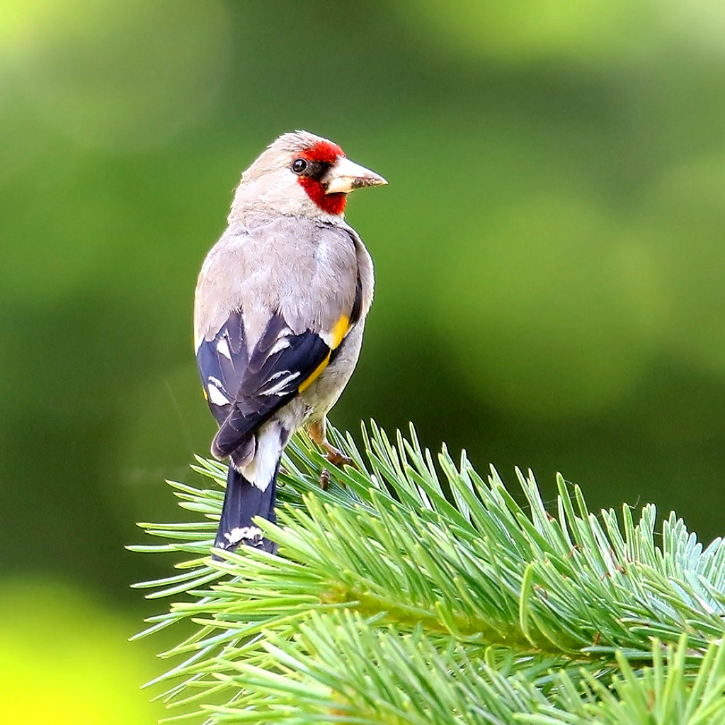 Bird Song/Photo Identification - Reference App | MWM