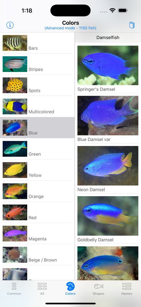 Schermata dell'app North Sulawesi Fish ID che mostra un elenco di specie di pesci categorizzati per colore con damigella blu selezionata.