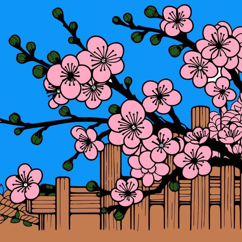 japan cherry blossom