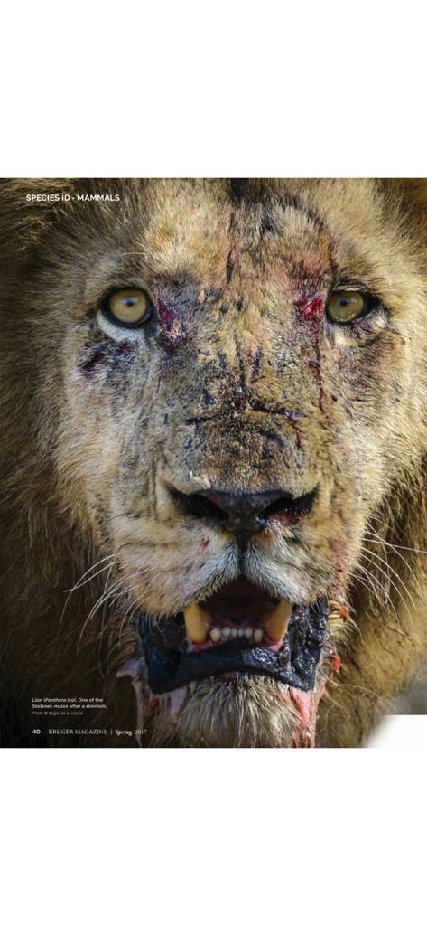 Kruger Magazine - Close-up portrait of a male lion with battle scars on its face from a wildlife magazine.