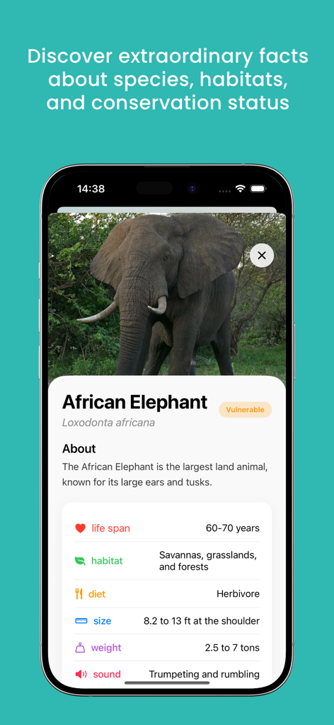 Animal AI - animal identifier - Tela do aplicativo Animal AI mostrando factos biológicos e status de conservação para um Elefante Africano