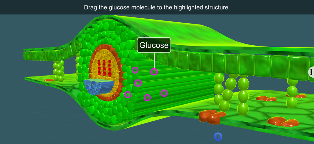 Um diagrama interativo de seção transversal de folha 3D do aplicativo Fotossíntese mostrando uma tarefa de arrastar uma molécula de glicose para uma estrutura vegetal destacada.