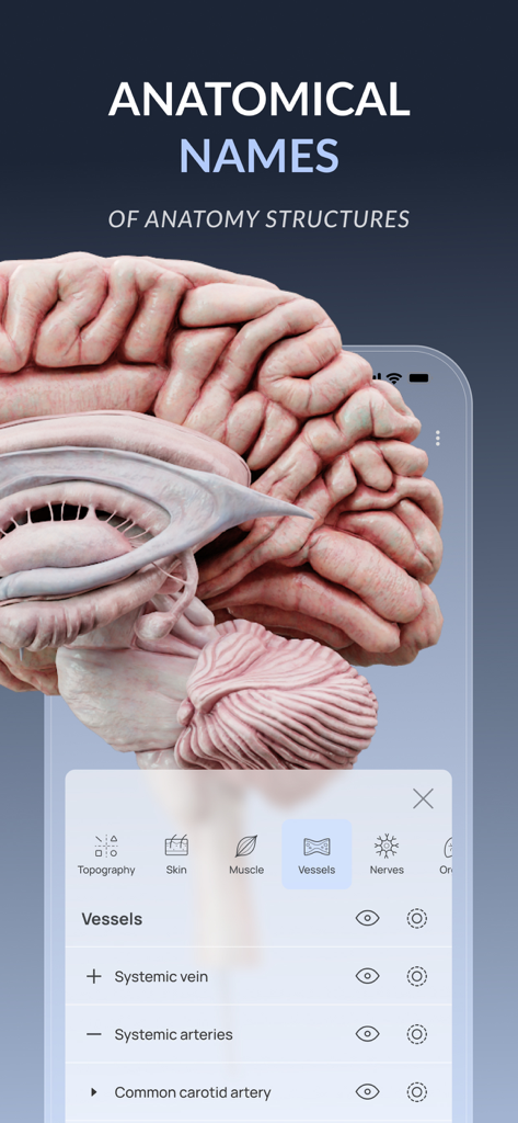 VOKA 3D Anatomy & Pathology - 3D human brain model with anatomical names and vascular structures in the VOKA app