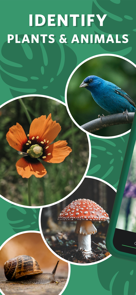 App-Screenshot für Seek by iNaturalist mit der Überschrift „Pflanzen und Tiere identifizieren“, mit Fotos von einem blauen Vogel, einer orangefarbenen Blume, einem Pilz und einer Schnecke