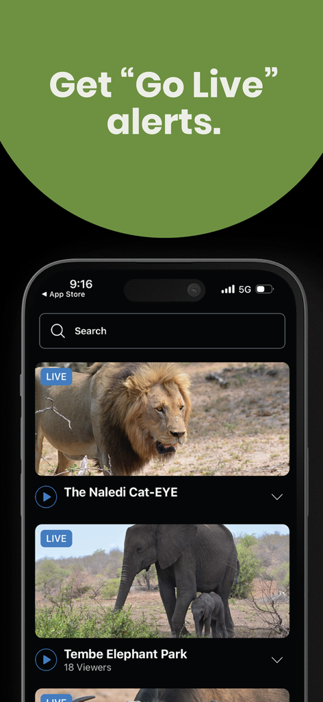 Interface do aplicativo Explore.org mostrando câmeras de animais ao vivo de um leão e elefantes com um recurso de notificação para alertas de transmissão ao vivo.