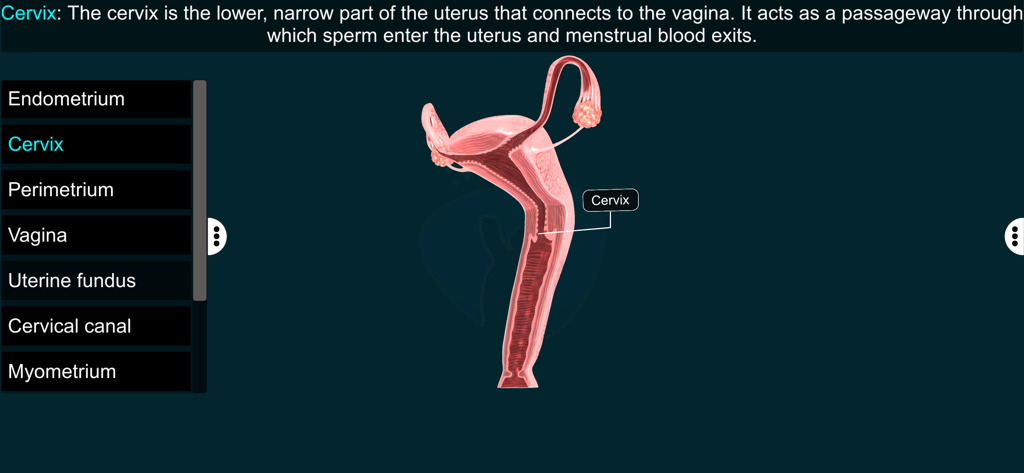 Female Repro Sys - EduTech Era - A 3D anatomical model of the female reproductive system highlighting the cervix with scientific labels and definitions.