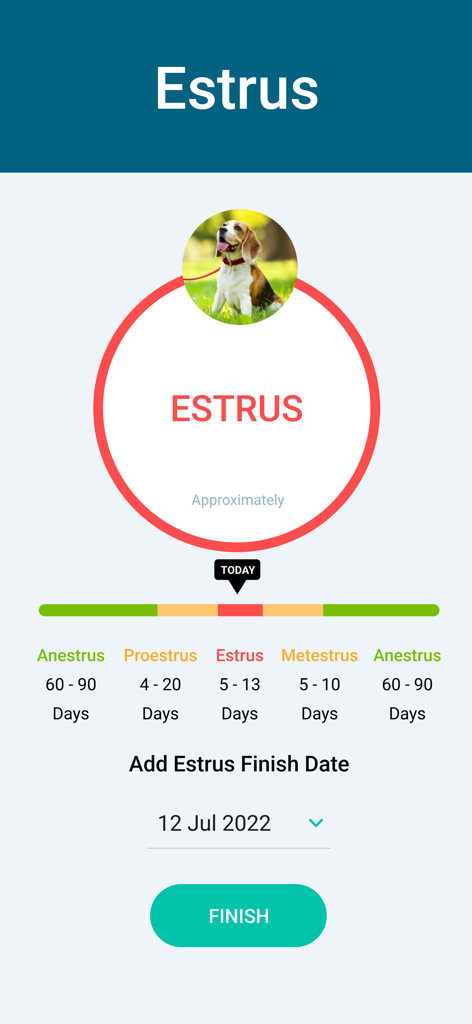 Mobile Benutzeroberfläche der Dogr-App, die einen Beagle-Hund in der Östrusphase seines Fortpflanzungszyklus mit einer Zeitleiste und einem Datumsauswahl anzeigt.