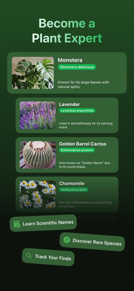 Florio: Plant Identification - Interface of the Florio app displaying botanical cards for Monstera Lavender and Cactus with scientific names and descriptions