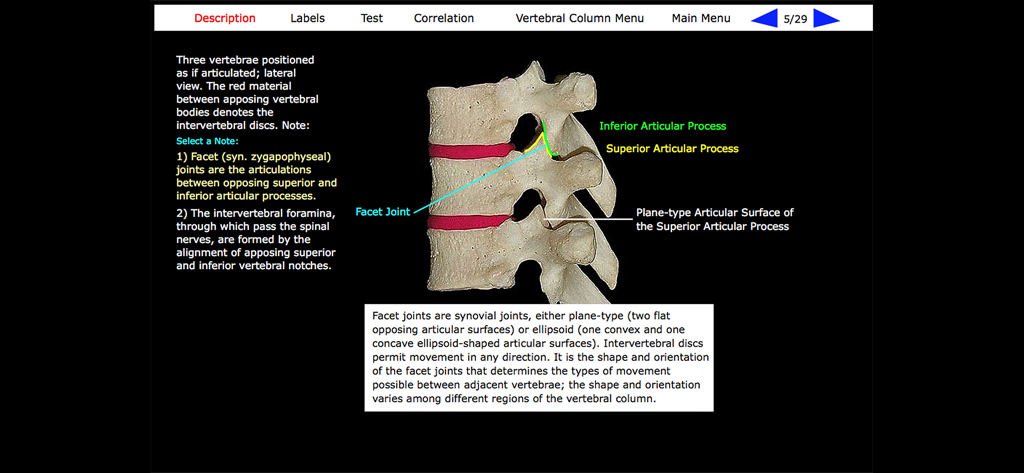 Vista laterale di tre vertebre umane con etichette anatomiche per lo studio medico