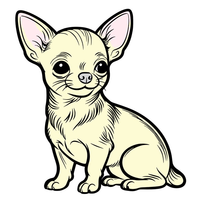 chihuahua