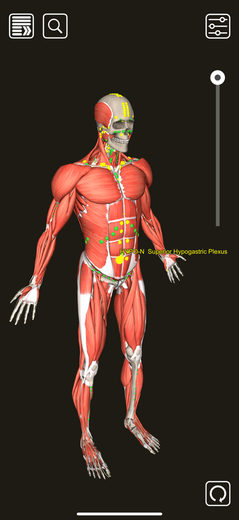 3D model of human muscular system with counterstrain tenderpoints