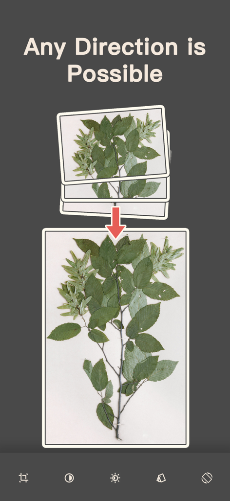 Graphic showing three overlapping photos of a plant branch being stitched vertically into one long high resolution image