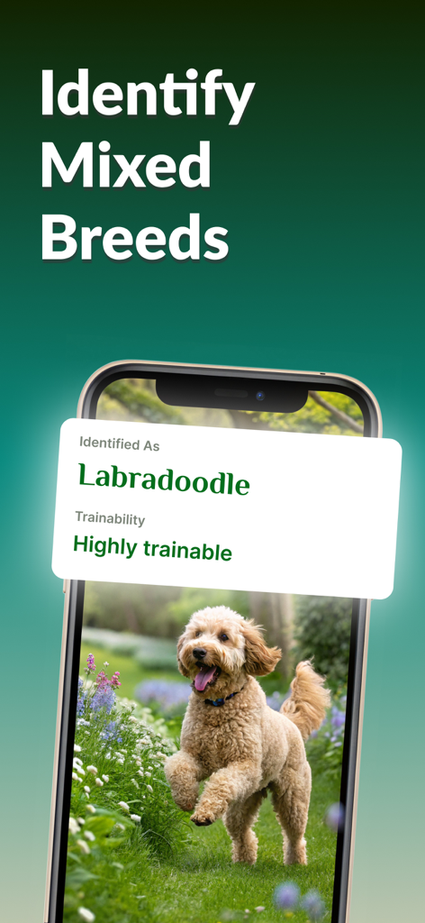 Dog Breed Identifier: Dog Care - Dog Breed Identifier app screenshot showing mixed breed identification of a Labradoodle
