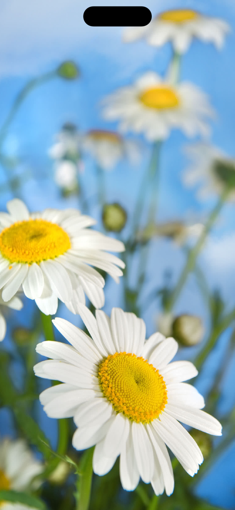 Sound Touch - Seasons (School) - Close up of white daisies against a blue sky representing the spring season
