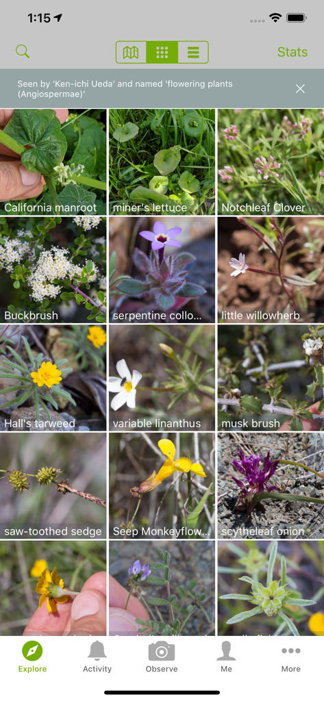 iNaturalist Classic - A grid layout of various plant and flower observations with names on the iNaturalist Classic app explore screen