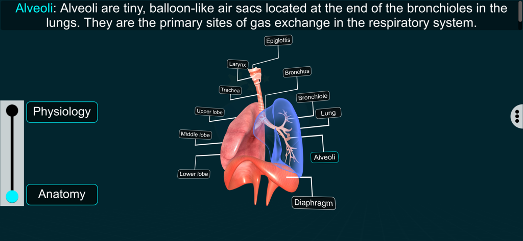 Respiratory Sys - EduTech Era - Un diagrama 3D etiquetado del sistema respiratorio humano que muestra los pulmones, la tráquea y el diafragma con una descripción de los alvéolos