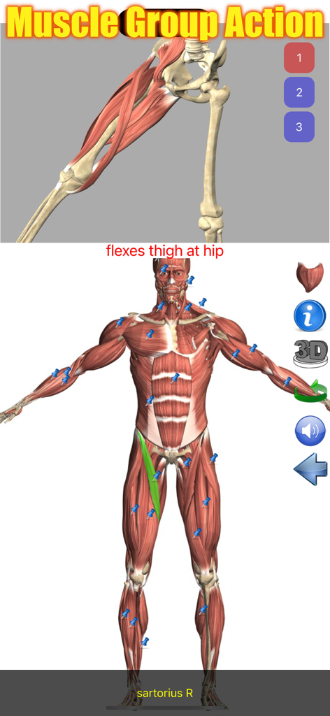 3D human anatomy model and muscle group action demonstration in the Visual Anatomy app