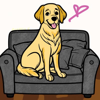 golden lab sitting on the couch