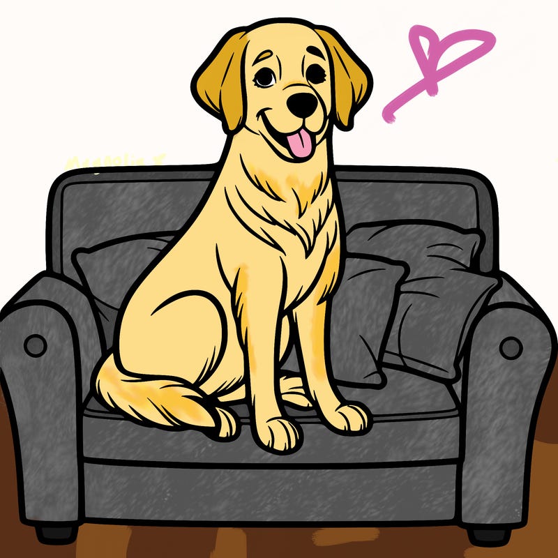 golden lab sitting on the couch