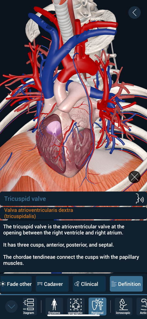 3D Organon - 3D Organon app interface showing a detailed human heart model and tricuspid valve anatomical information