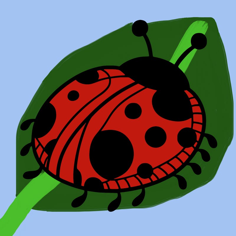 ladybug