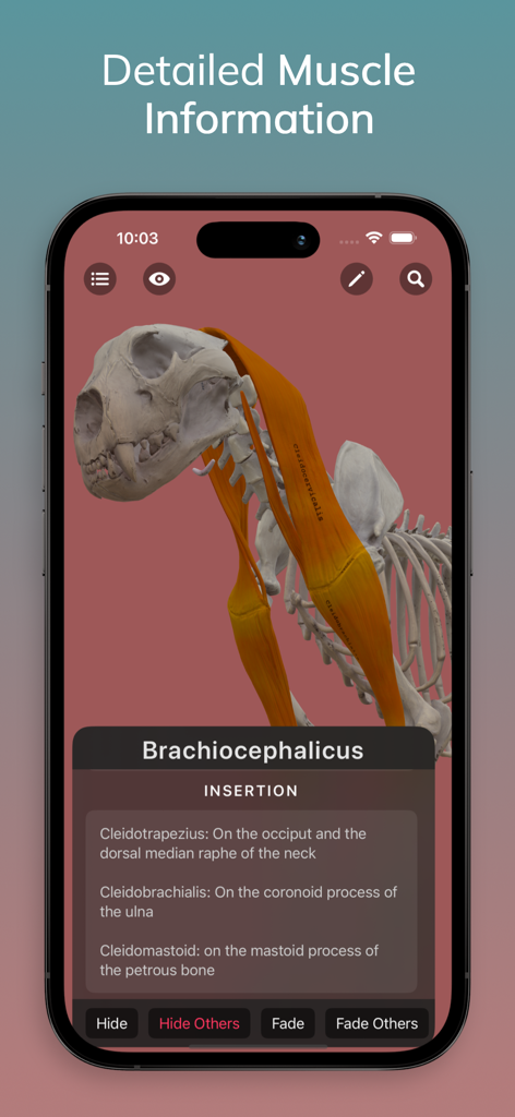 Captura de pantalla de la aplicación Anatomía de León para Artistas mostrando detalles de inserción muscular 3D para el músculo braquiocefálico.