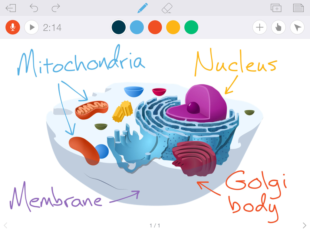 Educreations Whiteboard - A digital whiteboard showing a biological cell diagram with handwritten labels for mitochondria and nucleus.