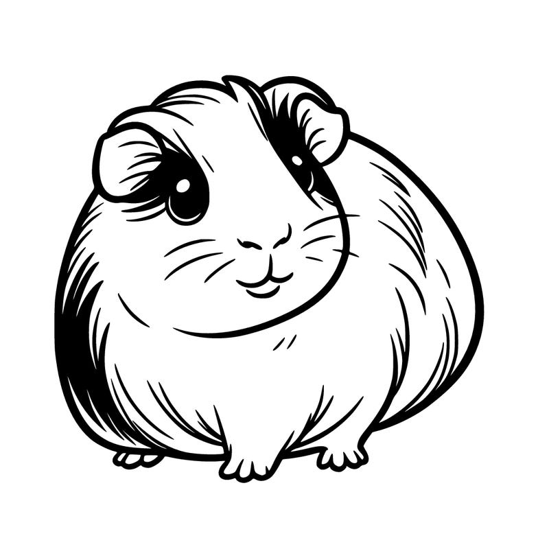 guinea pig