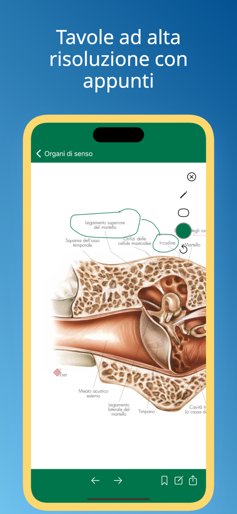 Atlante di Anatomia-Sezioni - 高解像度の人間の耳の解剖図。医療アプリ内のデジタルノートと注釈が含まれています。