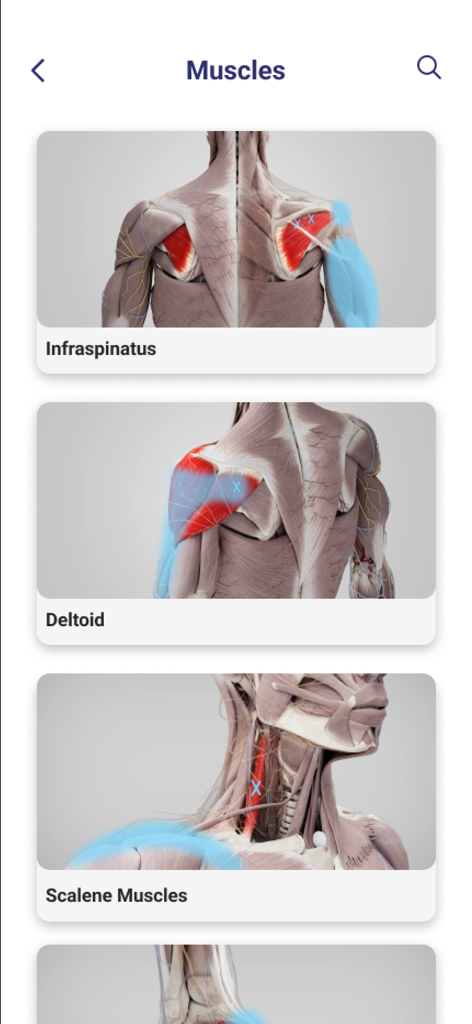 Equistasi Point - Diagramas anatômicos de músculos humanos, incluindo supraespinhal, deltoide e escalenos, para orientação de terapia de pontos-gatilho