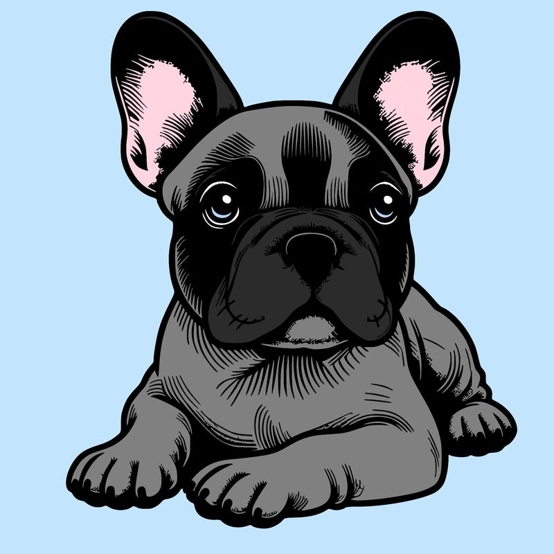 realistic french bull dog