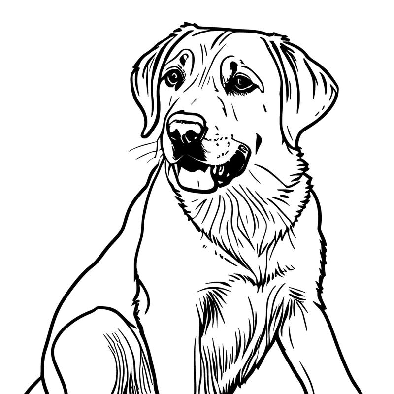 labrador retriever
