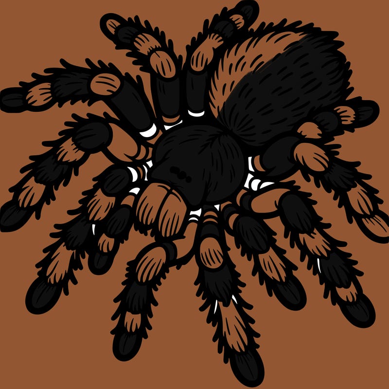 tarantula out line